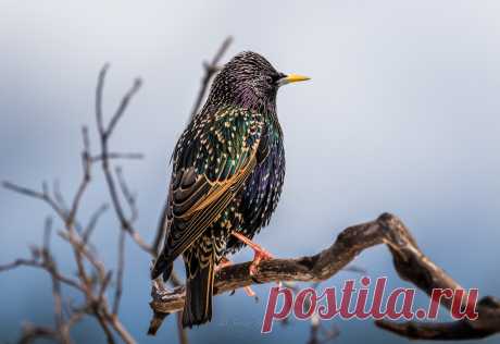EUROPEAN STARLING