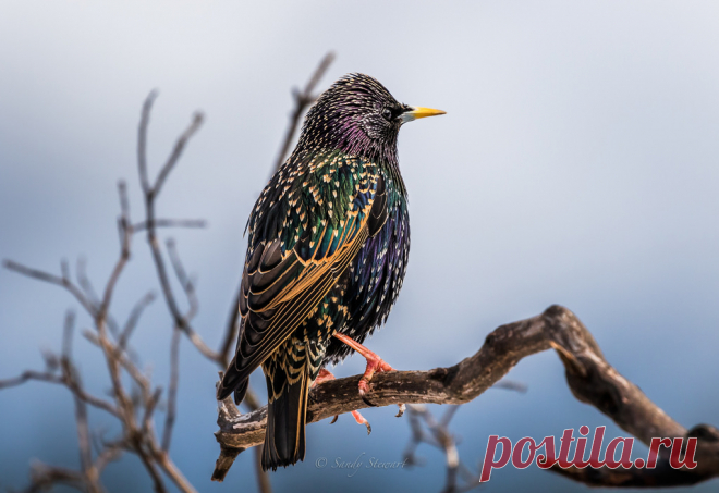 EUROPEAN STARLING