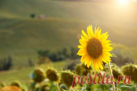 Используем подсолнухи правильно: готовим и строим шалашик. Фото — Ботаничка