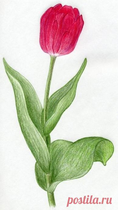 Рисуем тюльпан карандашами