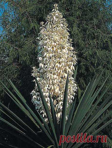 Yucca_treculeana.jpg (379×500)