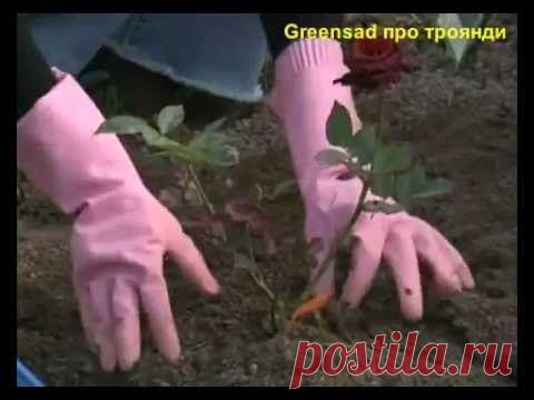 Как сажать розу. Все этапы посадки.