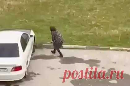 Жительница Грозного избила палкой бездомного щенка и попала на видео. Жительница Чечни, которой не нравятся бездомные собаки, избила палкой щенка. На записи видно, что животное визжит и пытается спрятаться под припаркованную машину, но россиянка настигает его и продолжает наносить удары, в том числе ногами. Видео попало к местному участковому, который сделал женщине выговор.