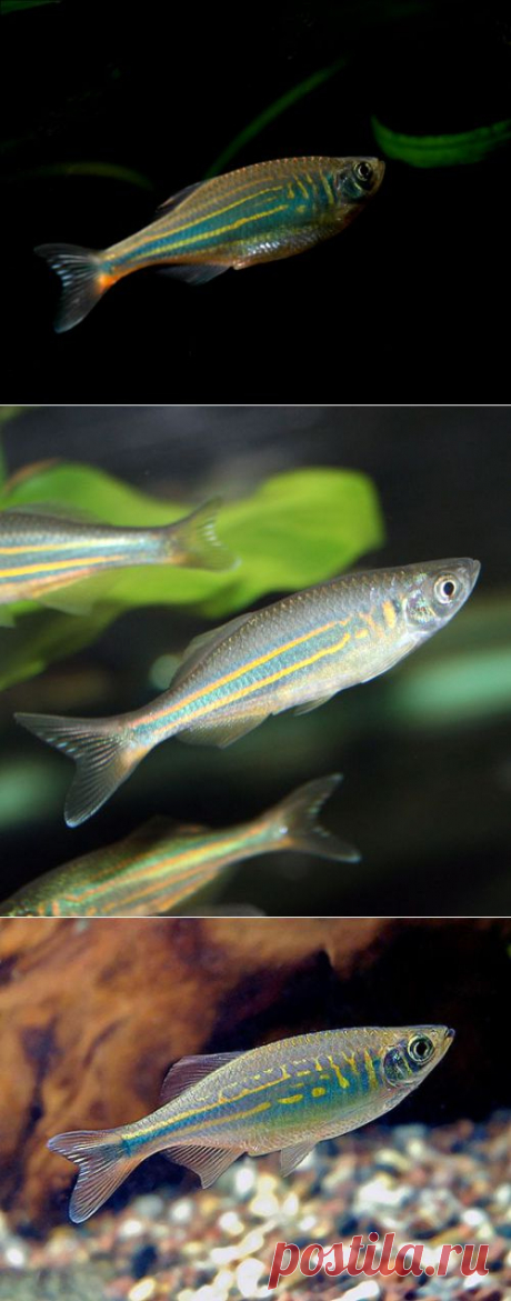 Данио малабарский (Danio aequipinnatus) содержание и разведение