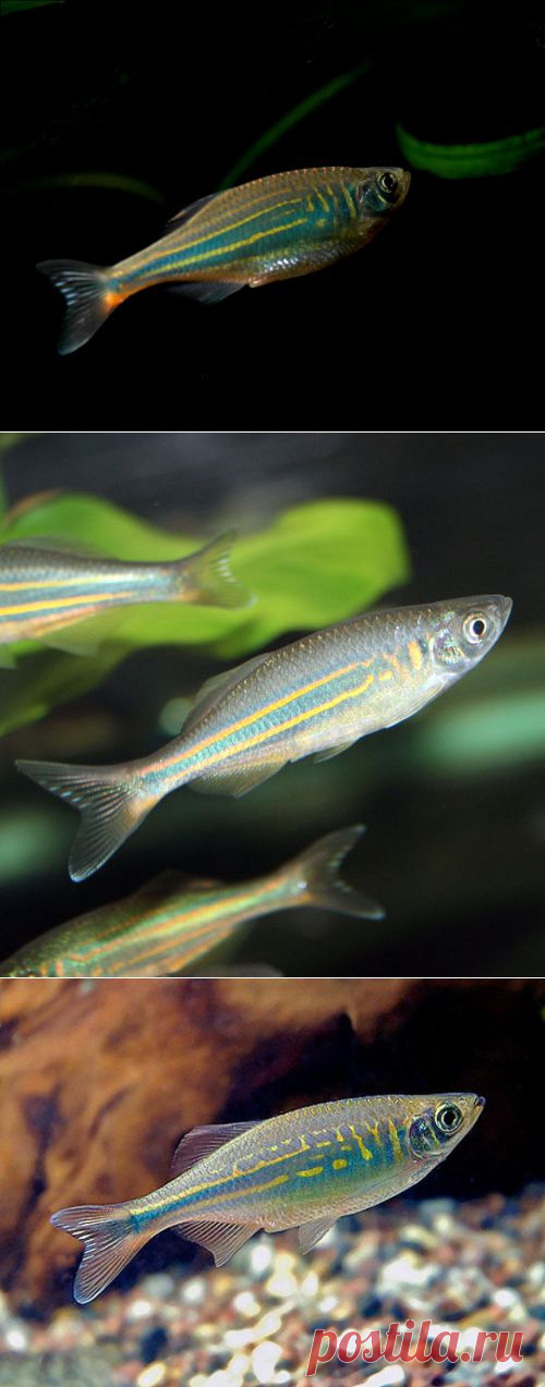 Данио малабарский (Danio aequipinnatus) содержание и разведение