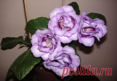 Всё о глоксинии