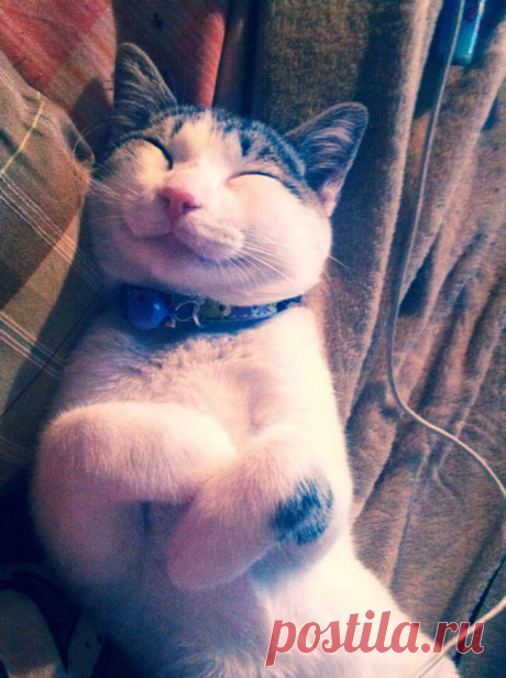 Мимишные котики с улыбкой;))