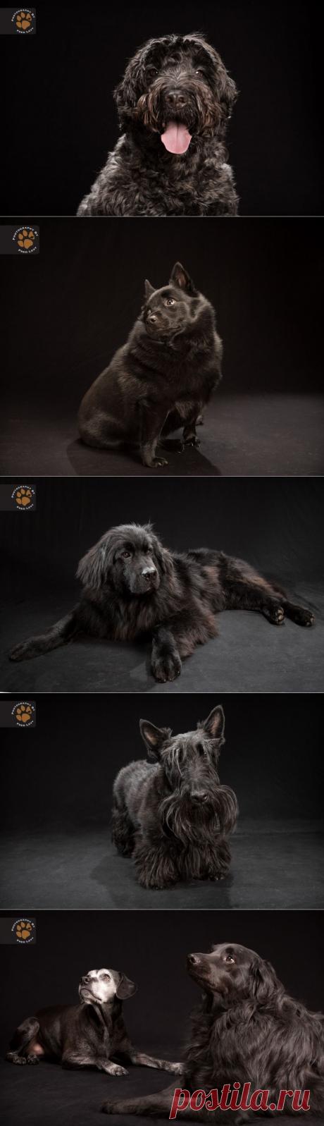 Черный Проект Собаки