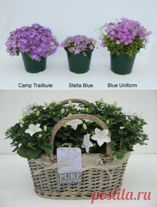 Чтобы колокольчики чувствовали себя комфортно на вашем окне…