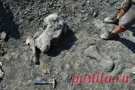 Древнейший предок человека был размером со слона и напоминал помесь носорога с черепахой | Наука и технологии