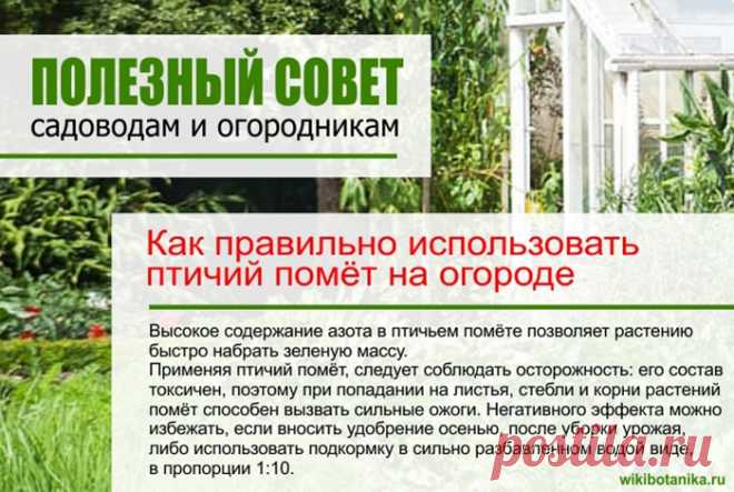 Как правильно использовать птичий помет на огороде