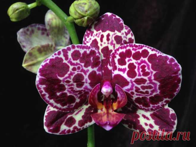 Орхидея Дикий кот ( 50 фото )