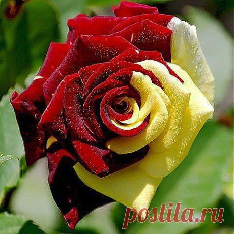роза