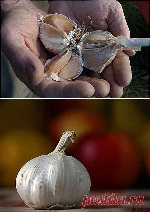Чеснок в помощь. ЧЕСНОК И ЕГО ПОЛЕЗНЫЕ СВОЙСТВА