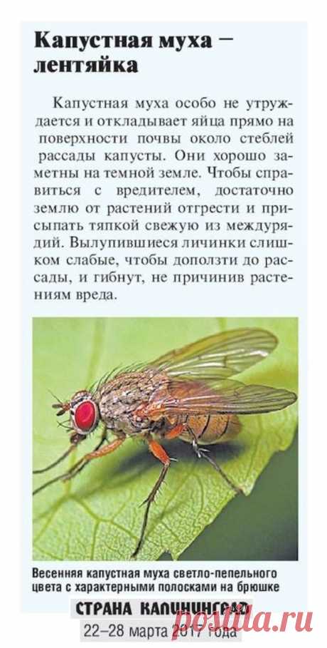От капустной мухи