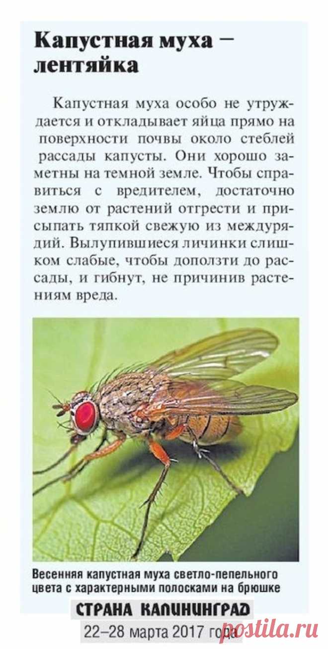 От капустной мухи