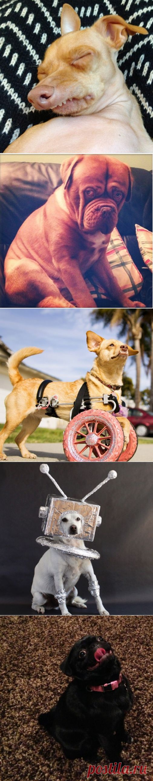 13 смешных фото собак, разрушающих все стереотипы | ГавПост