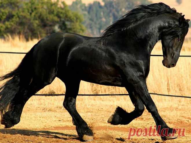 highbred-black-horse-wallpaper-665-1152x864.jpg (изображение «JPEG», 1152 × 864 пикселов)