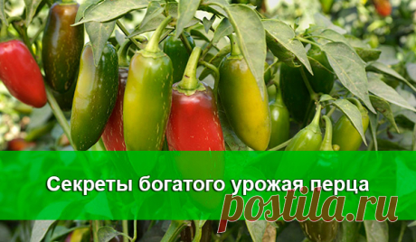 Правило 4 грядок для клубники 
Долгое выращивание клубники и садовой земляники на одном месте приводит к истощению почвы. Растения с каждым годом все больше подвергаются различным заболеваниям и нападкам вредителей, ягоды становят…