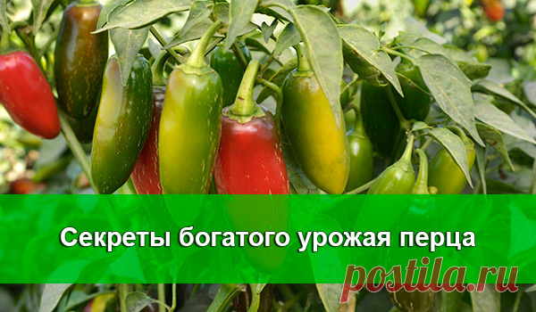 Правило 4 грядок для клубники 
Долгое выращивание клубники и садовой земляники на одном месте приводит к истощению почвы. Растения с каждым годом все больше подвергаются различным заболеваниям и нападкам вредителей, ягоды становят…