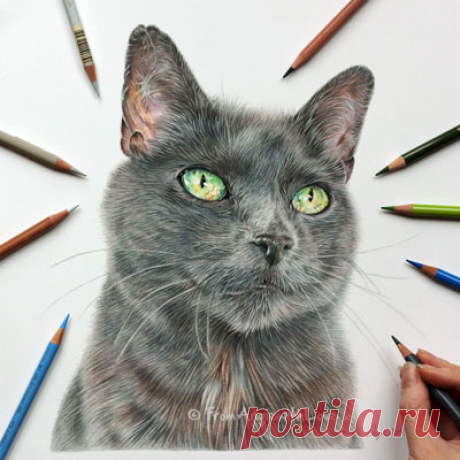 Кошачьи портреты карандашом