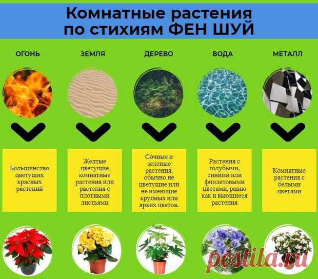 ФЭН-ШУЙ: ГДЕ КАКОМУ РАСТЕНИЮ В ДОМЕ МЕСТО? - Копилка советов на каждый день - медиаплатформа МирТесен В доме не должно быть больных растений – от них надо быстро и без сожаления избавляться. Чтобы усилить влияние положительной энергии, нужно обеспечить зелёным питомцам тщательный и своевременный уход: очищать их от пыли, удалять сухие листья и увядшие цветы, относиться к ним с любовью.Кактусы и