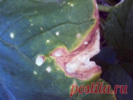 Огурцы сохнут – что делать; почему у огурцов сохнут листья в теплице и в открытом грунте