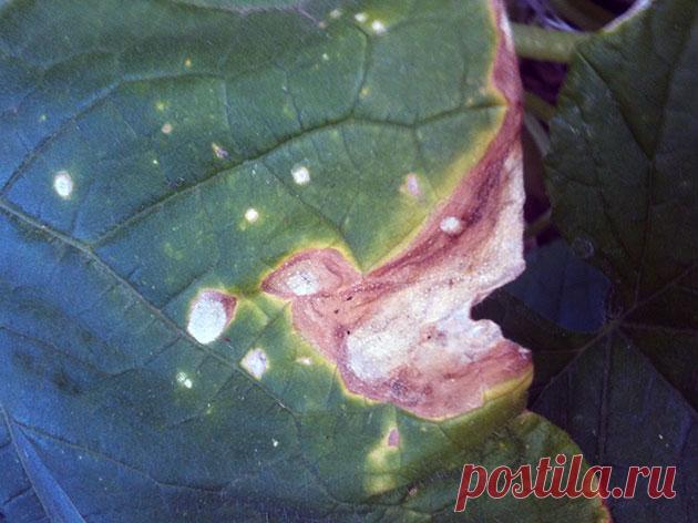 Огурцы сохнут – что делать; почему у огурцов сохнут листья в теплице и в открытом грунте