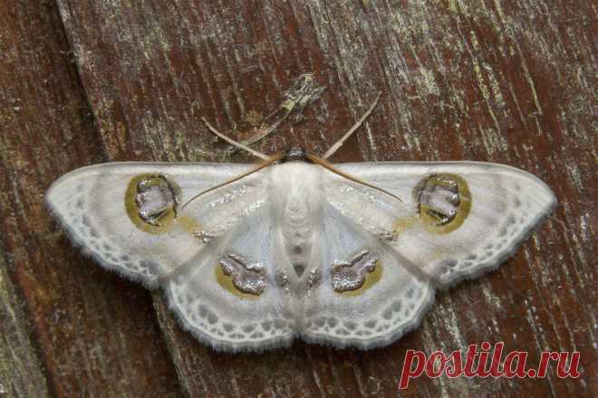 _Z2A1180 Problepsis borneamagna Geometridae, Sterrhinae