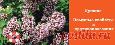 Душица. Лечебные свойства и противопоказания