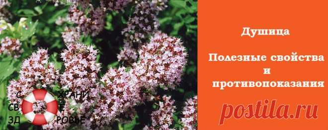 Душица. Лечебные свойства и противопоказания