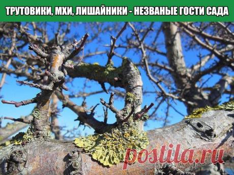 Трутовики, мхи, лишайники - незваные гости сада.