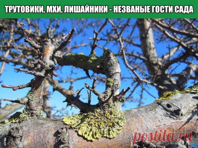 Трутовики, мхи, лишайники - незваные гости сада.
