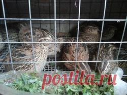 Наши перепелочки. Подведение итогов.: Дневник пользователя Вих Ланка