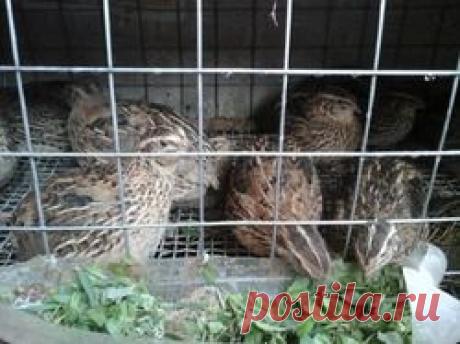 Наши перепелочки. Подведение итогов.: Дневник пользователя Вих Ланка