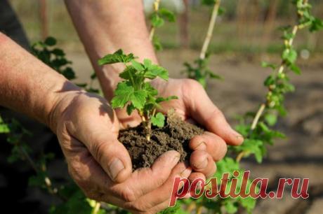 Выбор места и подоготовка почвы для ягодников
Ягодники имеют менее развитую корневую систему, чем плодовые деревья и поэтому они более требовательны к почвенно-климатическим условиям. Однако, от правильного выбора места для будущего ягодника, во многом зависит его урожайность.