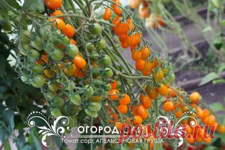 Томат Апельсиновая груша, семена | ОГОРОД.сайт
