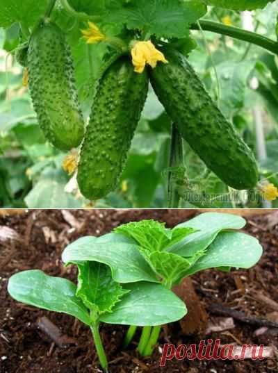 Огуречные хитрости