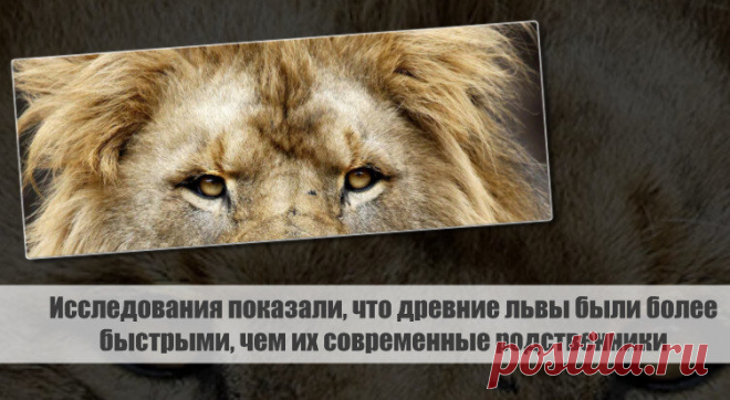 Исследования показали, что древние львы были более быстрыми, чем их современные родственники Статья автора «С Миру по новости - читателю интересный канал» в Дзене ✍: Исследователи из Томского государственного университета, сотрудничая с коллегами из других научных учреждений, провели...