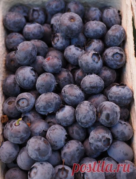 АДЖИКА ИЗ ТЕРНА (рецепты)