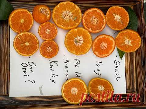 Мандарины... сладкие, вкусные, сочные.. - YouTube