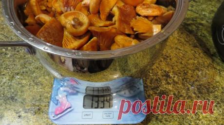 Пятьдесят оттенков соленого. Ферментация грибов. | Дневник грибника. | Яндекс Дзен