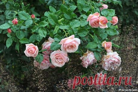 Садовое путешествие по Англии. День 1 | Сады и цветы | Яндекс Дзен