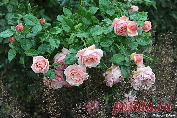 Садовое путешествие по Англии. День 1 | Сады и цветы | Яндекс Дзен