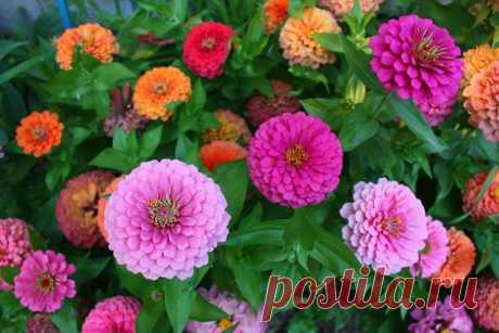 Цинния — выращивание и уход

Цинния — это однолетнее растение высотой от 40 до 90 см. Соцветия крупные до 16 см в диаметре, разнообразной окраски. Цветёт обильно и продолжительно. Используется для срезки, посадки в цветники, на клумбы. Хорошо сочетается с календулой, бархатцами, вербеной.

Цинния — растение довольно теплолюбивое и светолюбивое, для посадки следует выбирать места защищенные от ветра с рыхлыми и плодородными почвами.

Размножение циннии: размножают циннию се...