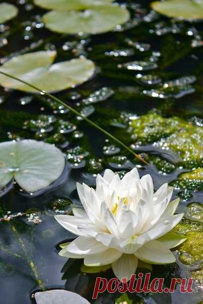 ДЛЯ ДУШИ ТВОЕЙ ЦВЕТЫ И МУЗЫКА 2