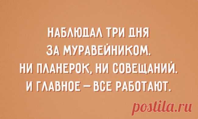 Наблюдал три дня за муравейником...