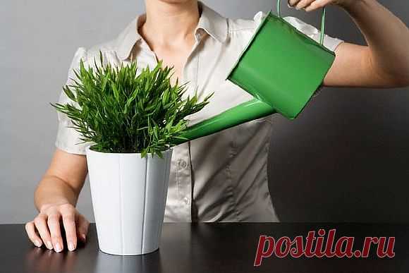 Уход за цветами в домашних условиях: 10 секретов