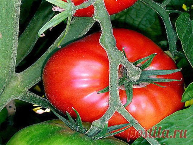 ПОДКОРМКА ПОМИДОРОВ ДРОЖЖАМИ
----------------------------------------------------------------------------------------------------
Для того, чтобы осуществить полив помидоров дрожжами, необходимо приготовить рабочий раствор. Рецептов для этого существует несколько и все они разные – кто-то готовит раствор с сахаром, кто-то настаивает до того времени, пока он забродит, а кто-то добавляет в емкость с дрожжевым настоем травы и куриный помет. Все эти методы имеют право на сущес...