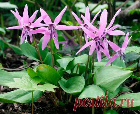 Многолетний садовый цветок Эритрониум (Erythronium). Луковичный травянистый многолетник. Луковица удлиненная, 4-5 см в длину и 1 см в диаметре. Листья прикорневые, широколанцетные, сочные, темно-зеленые с фиолетово-красными пятнами. Цветки розовые, белые, желтые или красно-фиолетовые. Цветет в апреле - мае.